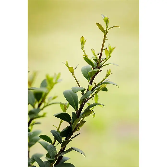 Pflanzen für dich Japan-Stechpalme 60-80 cm - Ilex crenata 'Dark Green', Aktuelle Wuchshöhe: 60 cm - 80 cm - Satter grüner Pflanzenzweig mit neuen hellgrünen Blattknospen.