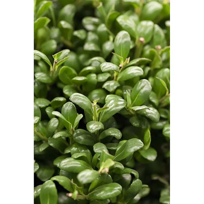 Pflanzen für dich Japan-Stechpalme 30-40 cm - Ilex crenata 'Convexa', Aktuelle Wuchshöhe: 30 cm - 40 cm - Nahaufnahme von lebendigen grünen Blättern einer buschigen Pflanze.