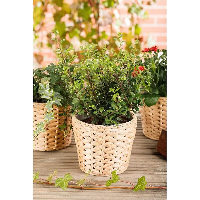 Pflanzen für dich Japan-Stechpalme 60-80 cm - Ilex crenata 'Dark Green', Aktuelle Wuchshöhe: 60 cm - 80 cm - Drei Pflanzenübertöpfe aus Naturfaser auf einem Holzuntergrund mit grünen Pflanzen und roten Blüten.