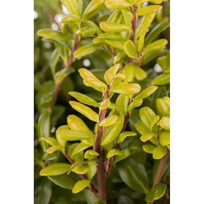 Pflanzen für dich Japan-Stechpalme 30-40 cm - Ilex crenata 'Convexa', Aktuelle Wuchshöhe: 30 cm - 40 cm - Nahaufnahme einer Pflanze mit glänzenden grünen und gelblichen Blättern an rotbraunen Stielen.