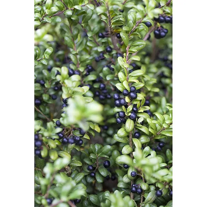 Pflanzen für dich Japan-Stechpalme 30-40 cm - Ilex crenata 'Convexa', Aktuelle Wuchshöhe: 30 cm - 40 cm - Dichter grüner Strauch mit glänzenden Blättern und zahlreichen dunkelblauen Beeren.