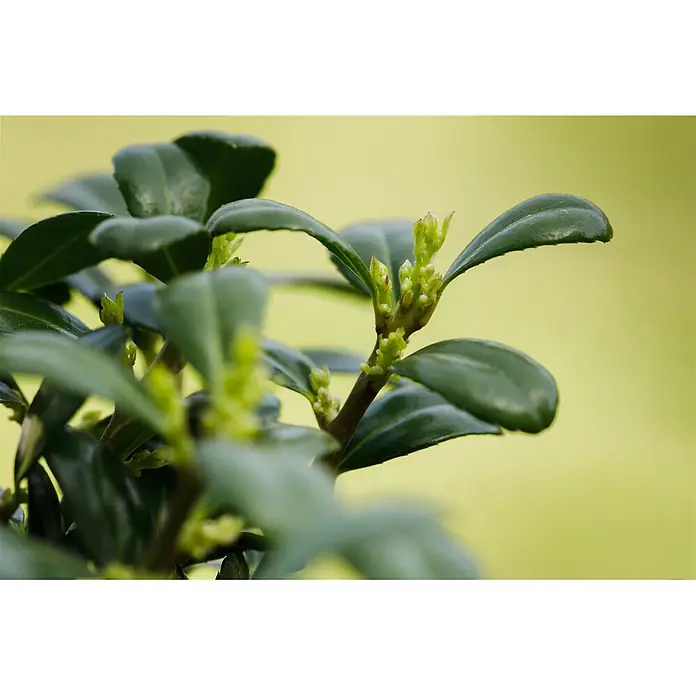 Pflanzen für dich Japan-Stechpalme 60-80 cm - Ilex crenata 'Dark Green', Aktuelle Wuchshöhe: 60 cm - 80 cm - Nahaufnahme eines Pflanzenzweigs mit dunkelgrünen Blättern und kleinen hellgrünen Knospen.