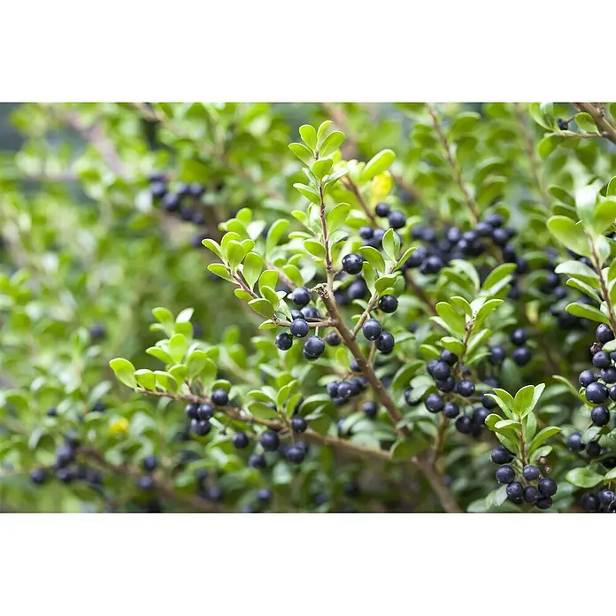 Pflanzen für dich Japan-Stechpalme 30-40 cm - Ilex crenata 'Convexa', Aktuelle Wuchshöhe: 30 cm - 40 cm - Üppige grüne Pflanzenzweige beladen mit zahlreichen kleinen, dunkelviolett-schwarzen Beeren.