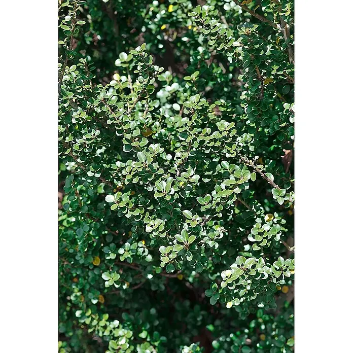 Pflanzen für dich Japan-Stechpalme 60-80 cm - Ilex crenata 'Dark Green', Aktuelle Wuchshöhe: 60 cm - 80 cm - Dichter Busch mit vielen kleinen, runden grünen Blättern an schlanken Ästen.
