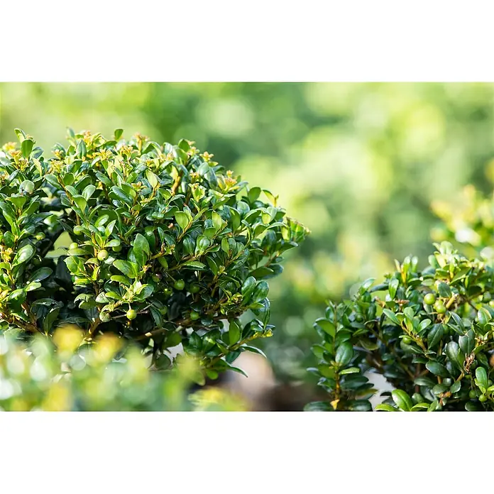 Pflanzen für dich Japan-Stechpalme 20-25 cm - Ilex crenata 'Convexa', Aktuelle Wuchshöhe: 20 cm - 25 cm - Nahaufnahme eines dichten grünen Strauchs mit kleinen, glänzenden Blättern und winzigen grünen Beeren.
