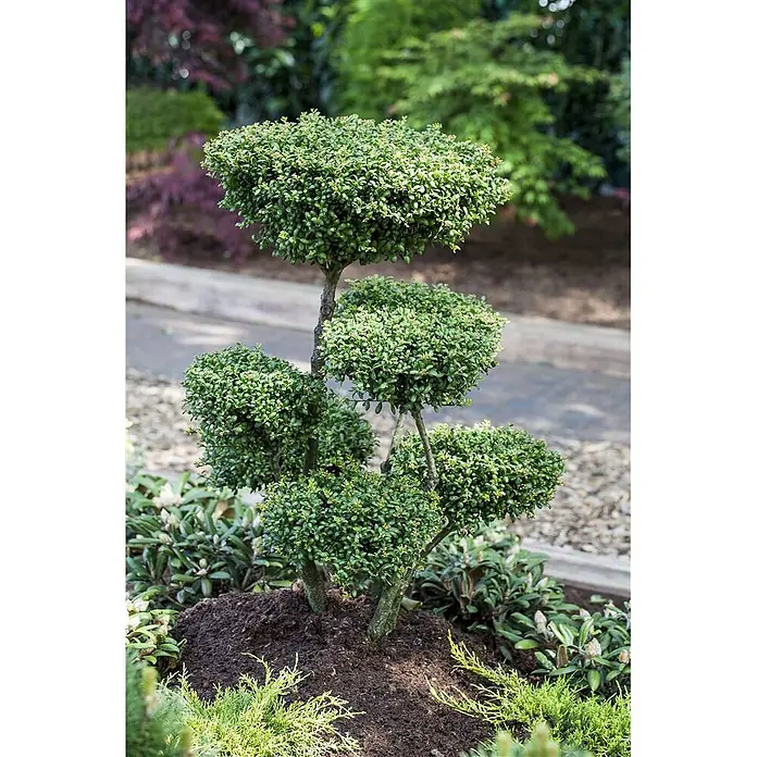 Pflanzen für dich Japan-Stechpalme 30-40 cm - Ilex crenata 'Convexa', Aktuelle Wuchshöhe: 30 cm - 40 cm - Eine grüne, mehrstufige Topiari-Pflanze mit kugelförmigem Blätterwerk auf sichtbaren Stämmen, in Gartenerde gepflanzt.