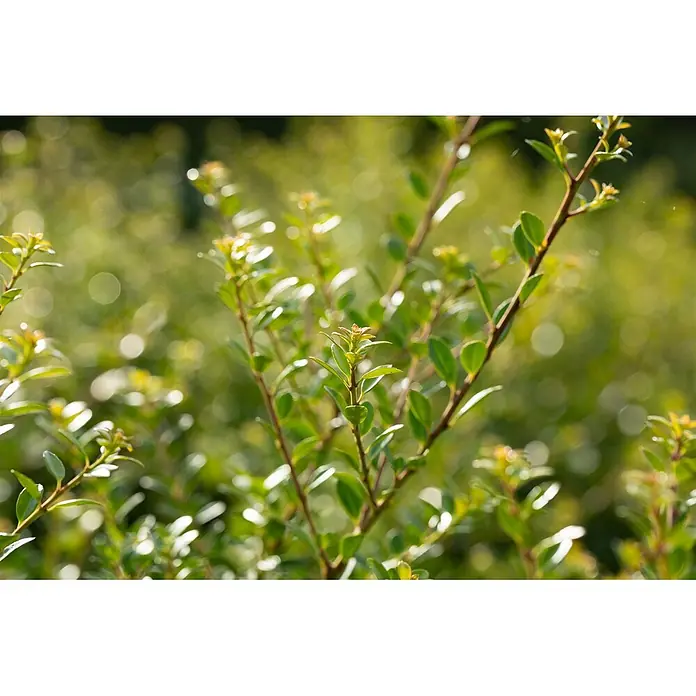 Pflanzen für dich Japan-Stechpalme 40-60 cm - Ilex crenata 'Stokes', Aktuelle Wuchshöhe: 40 cm - 60 cm - Üppige grüne Pflanzenzweige mit kleinen Blättern, von hellem Tageslicht beleuchtet.