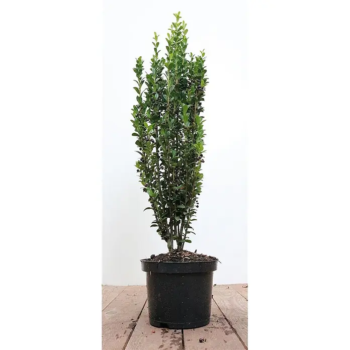 Pflanzen für dich Japan-Stechpalme 40-50 cm - Ilex crenata 'Fastigiata', Aktuelle Wuchshöhe: 40 cm - 50 cm - Hohe grüne Pflanze mit kleinen dunklen Beeren in einem schwarzen Topf.