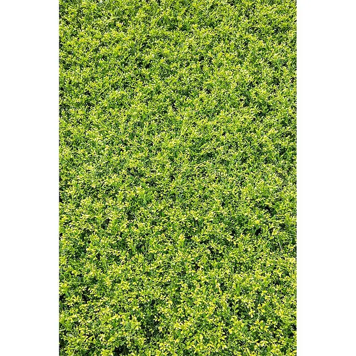 Pflanzen für dich Japan-Stechpalme 40-60 cm - Ilex crenata 'Stokes', Aktuelle Wuchshöhe: 40 cm - 60 cm - Dichtes, leuchtend grünes Blattwerk mit kleinen Blättern, das eine reiche Textur bildet.