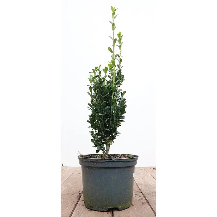Pflanzen für dich Japan-Stechpalme 20-30 cm - Ilex crenata 'Fastigiata', Aktuelle Wuchshöhe: 20 cm - 30 cm - Topf-Säulen-Immergrünstrauch mit dunkelgrünen Blättern in einem dunkelgrauen Plastiktopf.