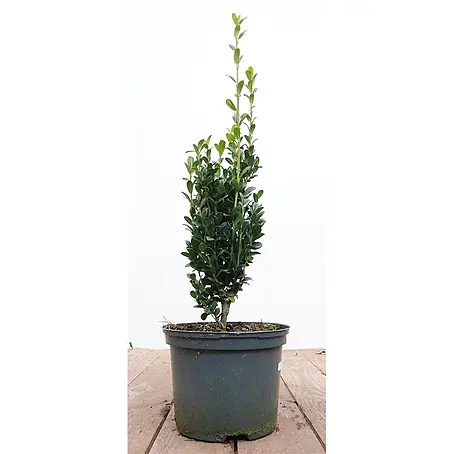 Pflanzen für dich  Japan-Stechpalme 20-30 cm