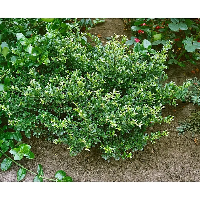 Pflanzen für dich Japan-Stechpalme 40-60 cm - Ilex crenata 'Stokes', Aktuelle Wuchshöhe: 40 cm - 60 cm - Ein lebendiger, kompakter grüner Strauch mit kleinen Blättern, der in einem Gartenbeet zwischen anderen Pflanzen und Erde wächst.