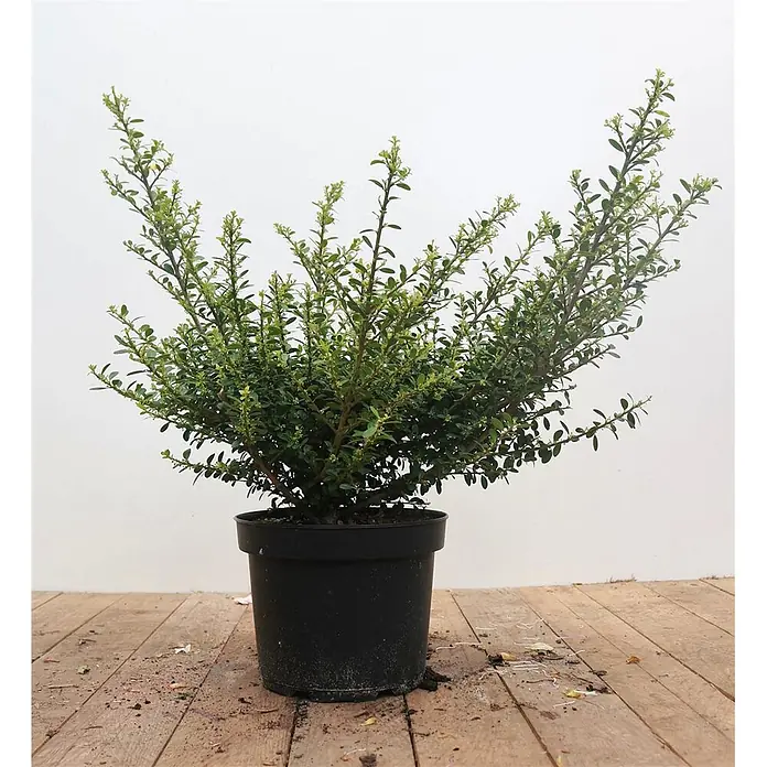 Pflanzen für dich Japan-Stechpalme 30-40 cm - Ilex crenata 'Glorie Gem', Aktuelle Wuchshöhe: 30 cm - 40 cm - Ein lebendiger, grüner, buschiger Strauch mit kleinen Blättern in einem schwarzen Plastiktopf.