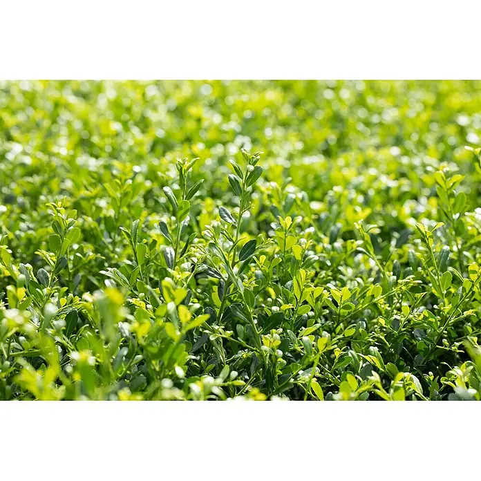 Pflanzen für dich Japan-Stechpalme 40-60 cm - Ilex crenata 'Stokes', Aktuelle Wuchshöhe: 40 cm - 60 cm - Dichtes, leuchtend grünes Laub mit kleinen, gesunden Blättern.