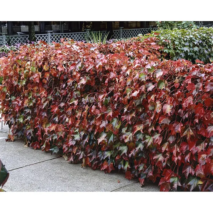 Pflanzen für dich Efeu 150-200 cm - Parthenocissus tricuspidata 'Green Spring' - Lebendige rot-grüne Efeuhecke als Zierrand neben einem grauen Bürgersteig.