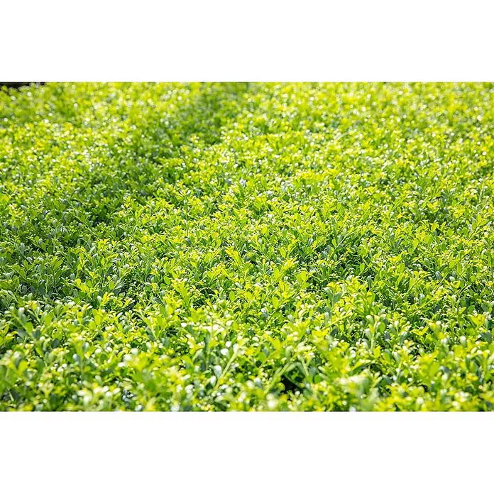Pflanzen für dich Japan-Stechpalme 40-60 cm - Ilex crenata 'Stokes', Aktuelle Wuchshöhe: 40 cm - 60 cm - Üppiges grünes Laub einer dichten Hecke oder Strauchlandschaft, lebendig im natürlichen Licht.