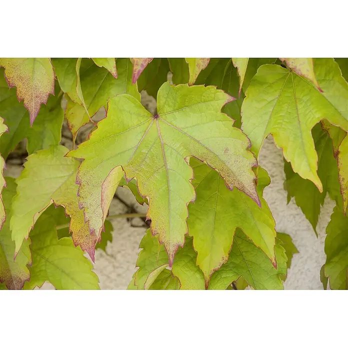 Pflanzen für dich Efeu 150-200 cm - Parthenocissus tricuspidata 'Green Spring' - Leuchtend grüne Weinblätter mit mehrlappigen Formen, ausgeprägten rot-violetten Rändern und deutlicher Äderung.
