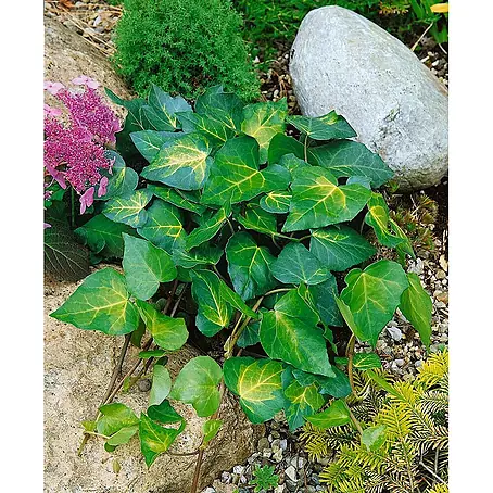Pflanzen für dich  Efeu 150-200 cm