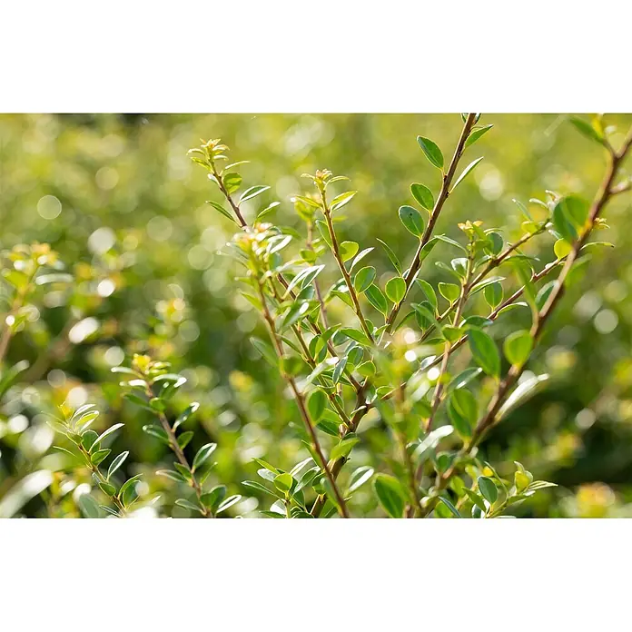 Pflanzen für dich Japan-Stechpalme 40-60 cm - Ilex crenata 'Stokes', Aktuelle Wuchshöhe: 40 cm - 60 cm - Üppiges grünes Laub mit kleinen, ovalen Blättern an dünnen, rötlich-braunen Ästen, von Sonnenlicht beleuchtet.