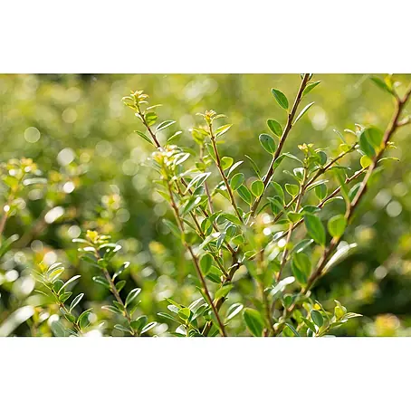 Pflanzen für dich  Japan-Stechpalme 40-60 cm