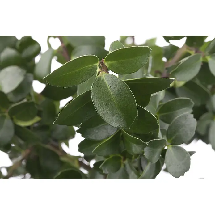 Pflanzen für dich Japan-Stechpalme 50-60 cm - Ilex crenata 'Mariesii', Aktuelle Wuchshöhe: 50 cm - 60 cm - Nahaufnahme von leuchtend grünen, ovalen Blättern an einem Ast.