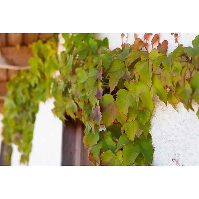 Pflanzen für dich Efeu 40-60 cm - Parthenocissus tricuspidata 'Veitchii' - Grüne und rötliche Weinblätter ranken an einer Gebäudewand und einem Holzbalken.
