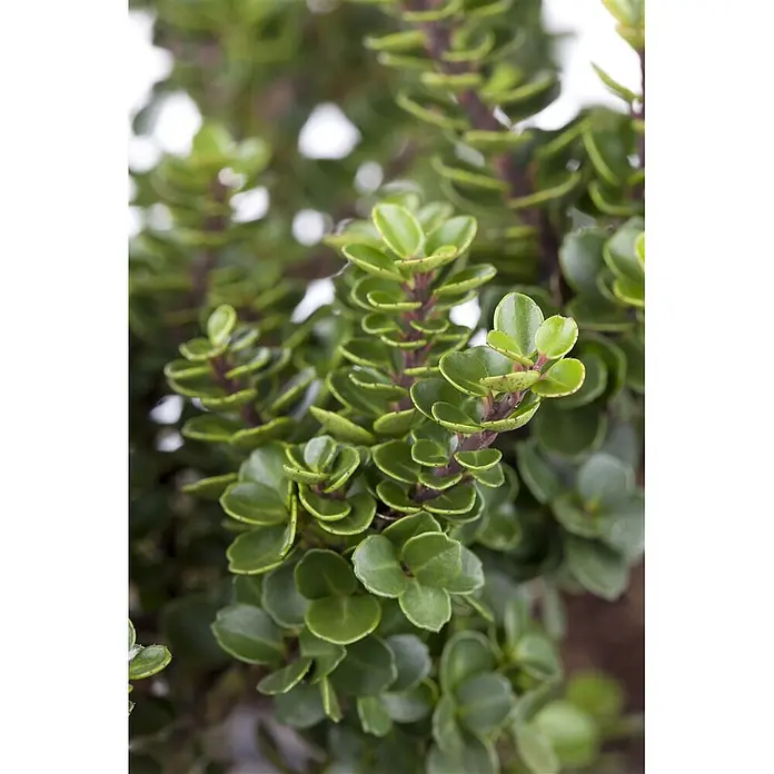 Pflanzen für dich Japan-Stechpalme 50-60 cm - Ilex crenata 'Mariesii', Aktuelle Wuchshöhe: 50 cm - 60 cm - Dichte Pflanze mit kleinen, runden, grünen Blättern und rötlichen Stielen.