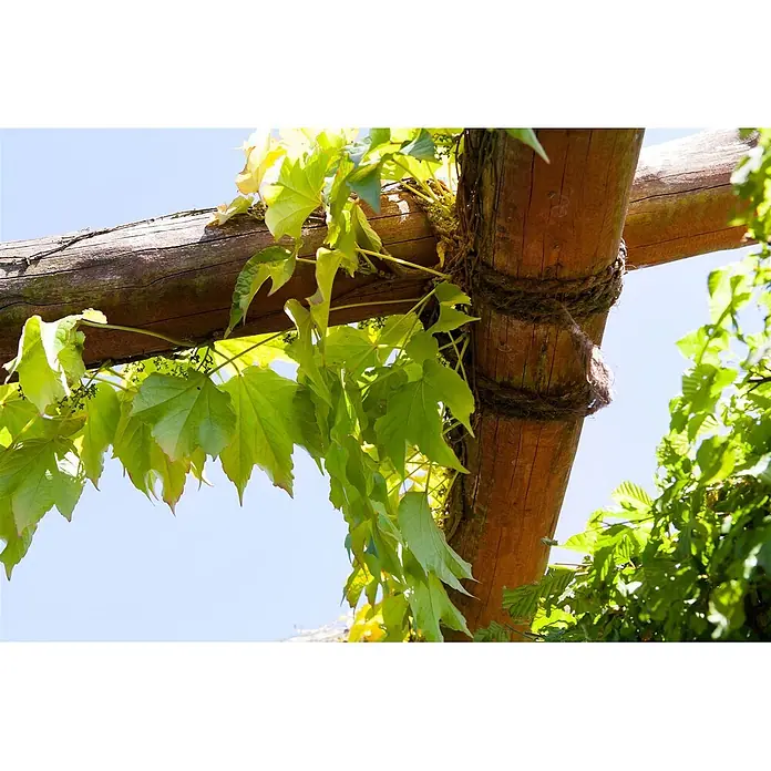 Pflanzen für dich Efeu 40-60 cm - Parthenocissus tricuspidata 'Veitchii' - Holzbalken einer Pergola, bedeckt mit üppigen grünen Weinreben und kleinen Fruchtständen, mit Naturseil zusammengebunden, vor hellem Himmel.