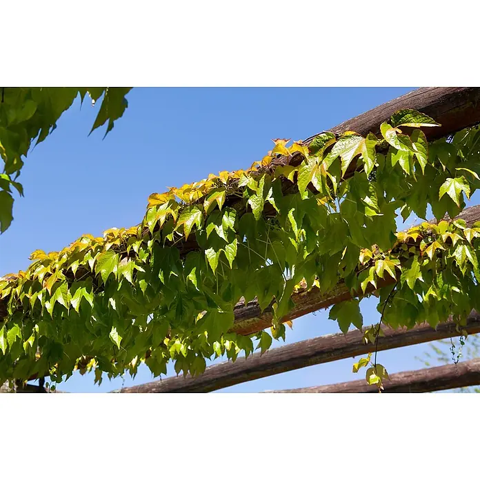 Pflanzen für dich Efeu 40-60 cm - Parthenocissus tricuspidata 'Veitchii' - Üppige grüne und gelbe Efeublätter wachsen über dunkle Holzbalken vor hellem blauem Himmel.