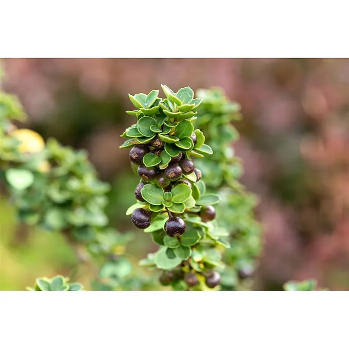 Pflanzen für dich Japan-Stechpalme 50-60 cm - Ilex crenata 'Mariesii', Aktuelle Wuchshöhe: 50 cm - 60 cm - Ein Pflanzenstiel mit kleinen grünen Blättern und dunkelvioletten Beeren.