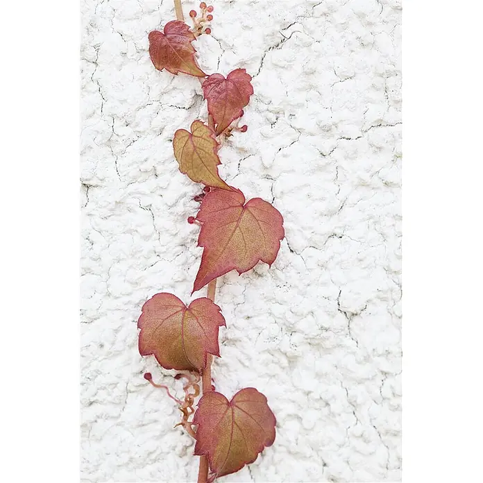Pflanzen für dich Efeu 40-60 cm - Parthenocissus tricuspidata 'Veitchii' - Leuchtend rotbraune Efeublätter mit sichtbaren grünen Adern, die an einem Stiel ranken.