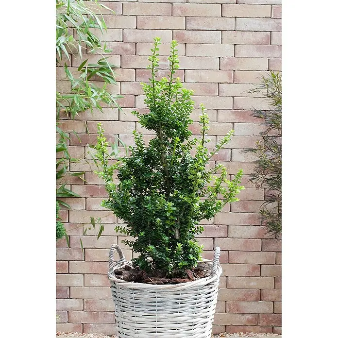 Pflanzen für dich Japan-Stechpalme 50-60 cm - Ilex crenata 'Mariesii', Aktuelle Wuchshöhe: 50 cm - 60 cm - Kleiner grüner Strauch in einem weißen geflochtenen Korb mit Griffen vor einer Ziegelwand.