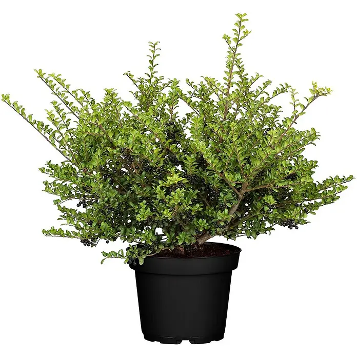Pflanzen für dich Japan-Stechpalme 30-40 cm - Ilex crenata 'Convexa', Aktuelle Wuchshöhe: 30 cm - 40 cm - Topfpflanze mit grünen Blättern und schwarzen Beeren in einem schwarzen Topf.