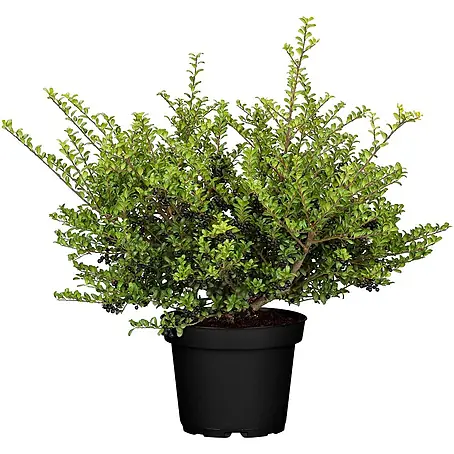 Pflanzen für dich  Japan-Stechpalme 30-40 cm