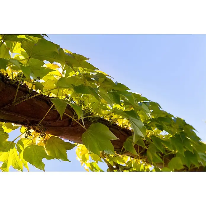 Pflanzen für dich Efeu 40-60 cm - Parthenocissus tricuspidata 'Veitchii' - Leuchtend grüne Blätter einer Kletterpflanze bedecken einen Holzbalken, von unten vor blauem Himmel gesehen.