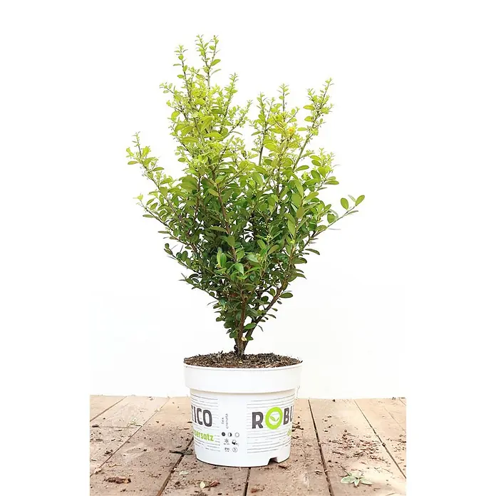 Pflanzen für dich Japan-Stechpalme 25-30 cm - Ilex 'Robustico', Aktuelle Wuchshöhe: 25 cm - 30 cm - Eine buschige grüne Pflanze mit kleinen Blättern und braunen Stielen in einem weißen Kunststofftopf.