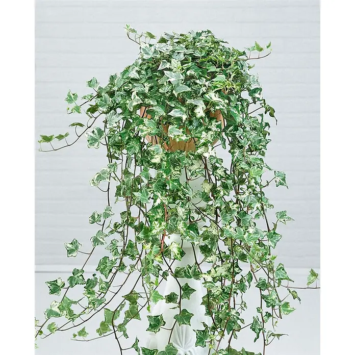 Pflanzen für dich Efeu 40-60 cm - Hedera helix 'Kolibri' - Bunte Efeupflanze mit grün-weißen Blättern, kaskadierend aus einem braunen Topf.