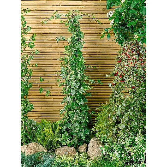 Pflanzen für dich Efeu 40-60 cm - Hedera helix 'Kolibri' - Ein natürlicher Bambus-Gartenzaun mit Kletterpflanzen und Gartenbepflanzung davor.