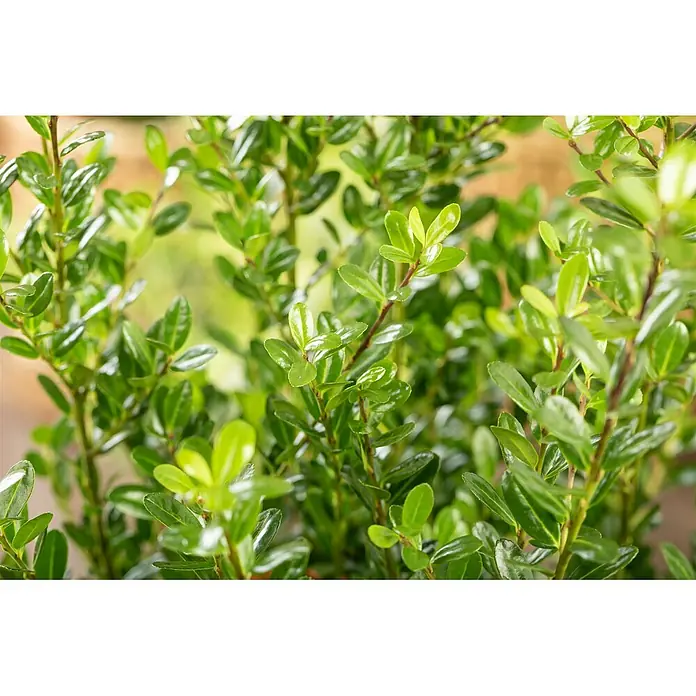 Pflanzen für dich Japan-Stechpalme 40-50 cm - Ilex crenata 'Robustico', Aktuelle Wuchshöhe: 40 cm - 50 cm - Üppiges, leuchtend grünes Laub mit glänzenden Blättern in Nahaufnahme.