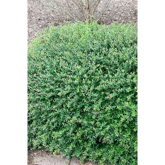 Pflanzen für dich Stechpalme 50-60 cm - Ilex maximowicziana var. kanehirae, Weiß - Dichter, üppiger grüner Strauch mit kleinen, leicht panaschierten Blättern, ideal für die Gartengestaltung.
