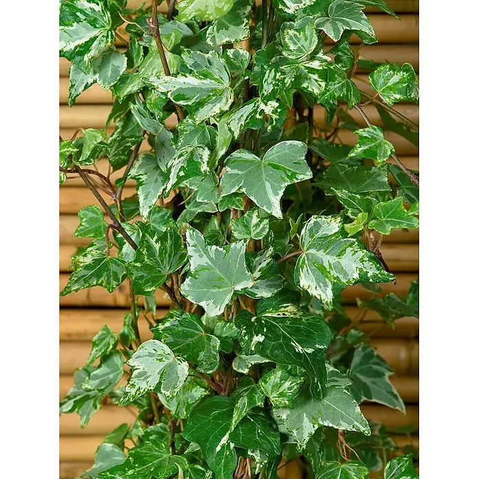 Pflanzen für dich Efeu 40-60 cm - Hedera helix 'Kolibri' - Buntblättriger Efeu mit grün-weißen Blättern, der an einem Bambusspalier rankt.