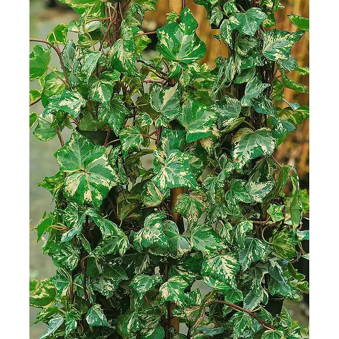 Pflanzen für dich Efeu 40-60 cm - Hedera helix 'Kolibri' - Buntblättriger Efeu mit grün-weiß-cremefarbenen Blättern, teils mit rosafarbenen Akzenten, an einer Rankhilfe emporwachsend.