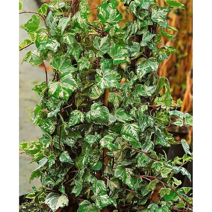 Pflanzen für dich Efeu 40-60 cm - Hedera helix 'Kolibri' - Buntblättriger Efeu mit grün-weiß gemusterten Blättern, der an braunen Stielen emporrankt.