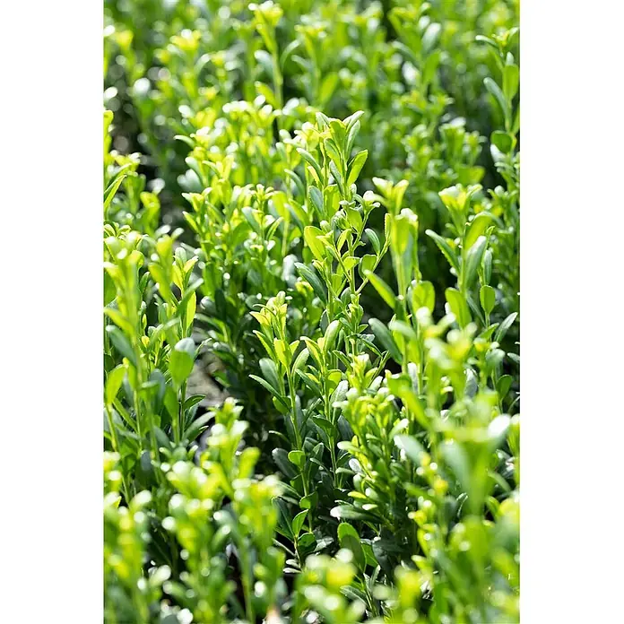 Pflanzen für dich Japan-Stechpalme 20-30 cm - Ilex crenata 'Fastigiata', Aktuelle Wuchshöhe: 20 cm - 30 cm - Üppiges, hellgrünes Laub gesunder, kleinblättriger Pflanzen.