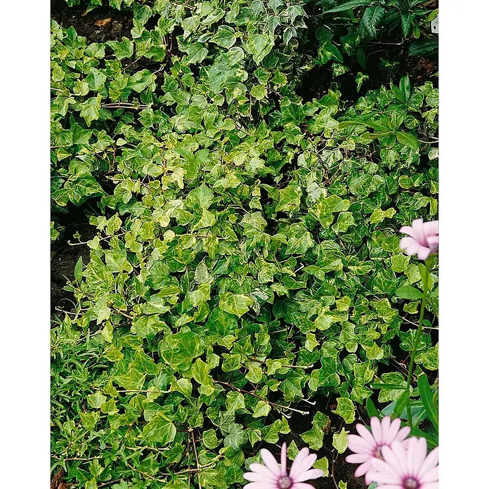 Pflanzen für dich Efeu 40-60 cm - Hedera helix 'Kolibri' - Buntblättriger Efeu mit hell- und dunkelgrünen Blättern als Bodendecker.