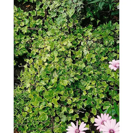 Pflanzen für dich  Efeu 60-100 cm