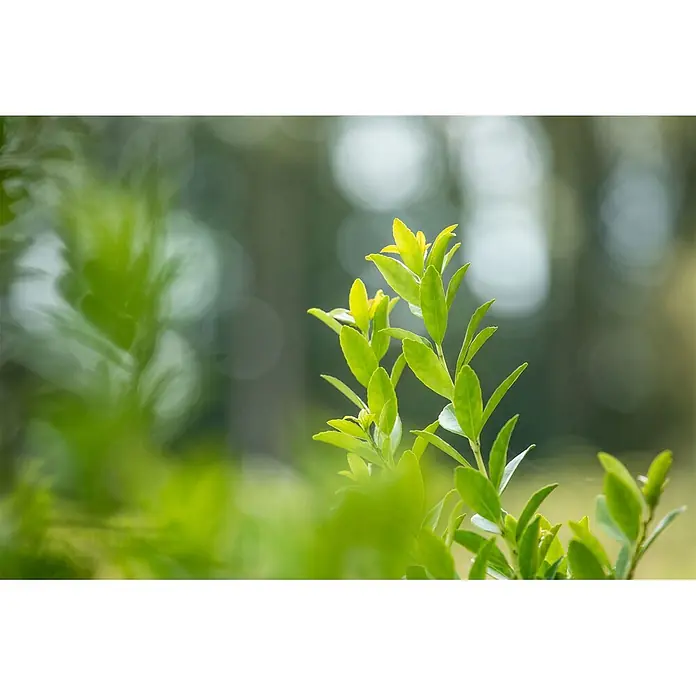 Pflanzen für dich Japan-Stechpalme 20-30 cm - Ilex crenata 'Fastigiata', Aktuelle Wuchshöhe: 20 cm - 30 cm - Nahaufnahme von leuchtend grünen, neuen Blättern an einem Zweig, beleuchtet vor unscharfem Naturhintergrund.