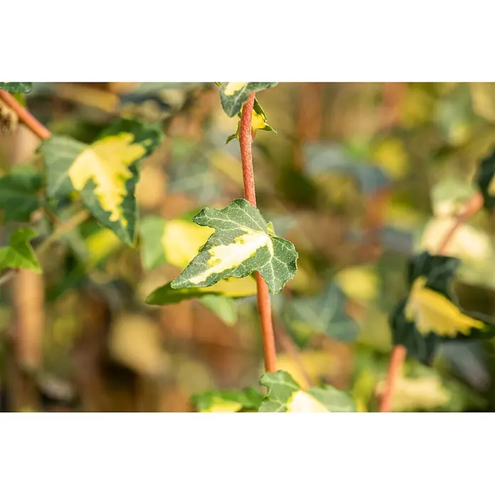 Pflanzen für dich Efeu 40-60 cm - Hedera helix 'Goldheart' - Nahaufnahme einer panaschierten Efeu-Pflanze mit grün-gelben Blättern und rötlichem Stiel.