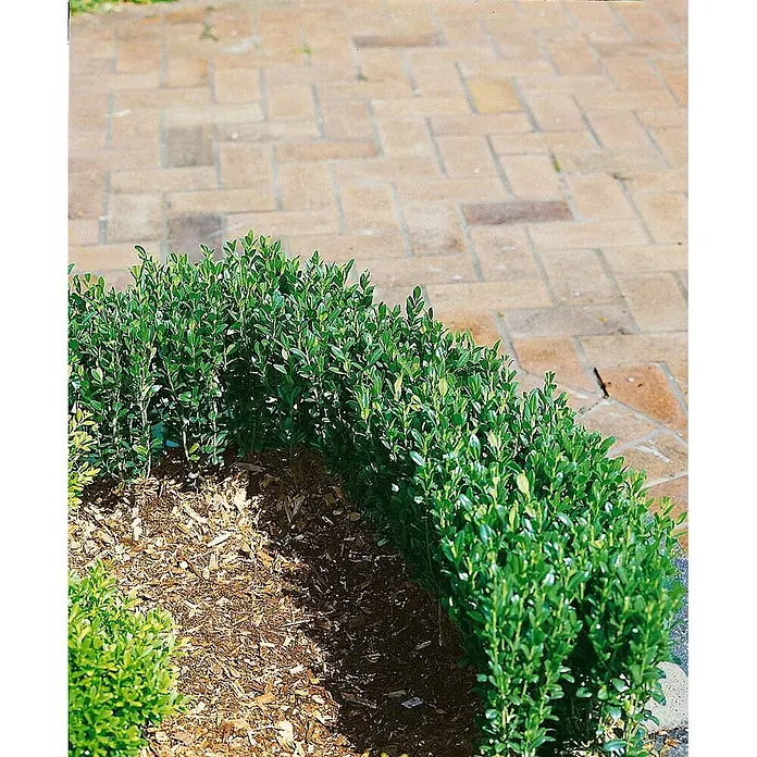 Pflanzen für dich Japan-Stechpalme 20-30 cm - Ilex crenata 'Fastigiata', Aktuelle Wuchshöhe: 20 cm - 30 cm - Grüne Buchsbaumhecke begrenzt einen Ziegelweg und ein gemulchtes Blumenbeet.
