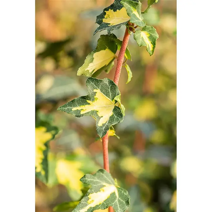 Pflanzen für dich Efeu 40-60 cm - Hedera helix 'Goldheart' - Nahaufnahme einer panaschierten Efeu-Ranke mit grün-gelben Blättern und rötlichem Stiel.